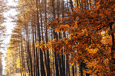 开云体育app-红牛二队逆转威廉姆斯，汉密尔顿关键制胜