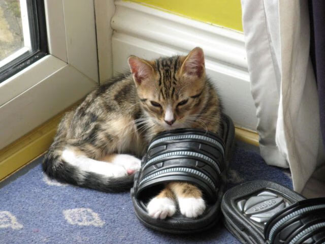 杜兰特狂飙40分率灰熊逆转,上海队惜败但展现实力